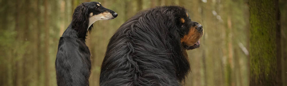 Thin and thick dogs sitting side by side in the forest, with their backs to the camera